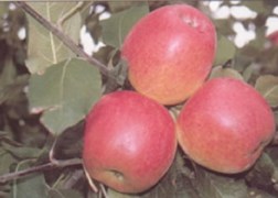 Nyári Zamatos alma
